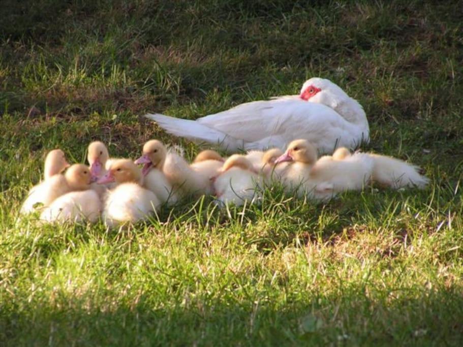 Lovely Rural And Quiet Farmhouse With Natural Swimming Lake Parsac Экстерьер фото